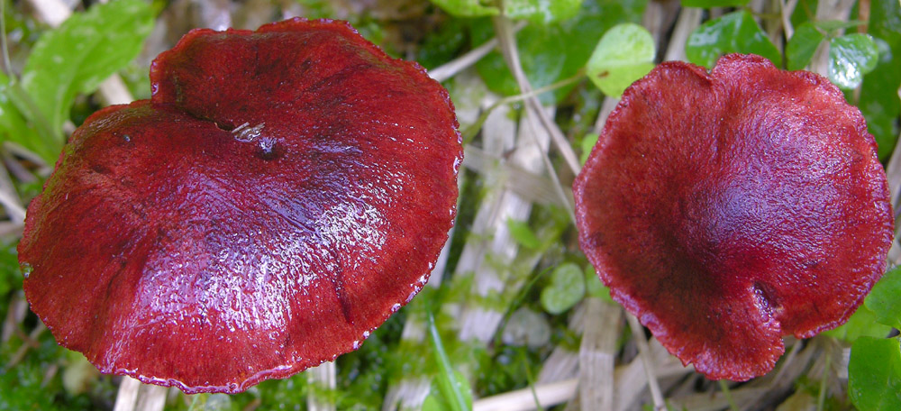 Vediamo quanto  facile...